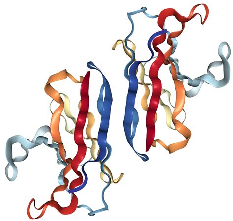 ncr2|NCR2 natural cytotoxicity triggering receptor 2 [ (human)].
